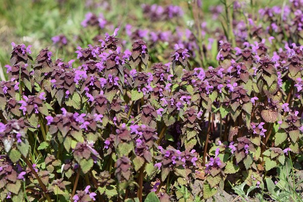 40 plantas roxas para conferir cor e contraste ao jardim