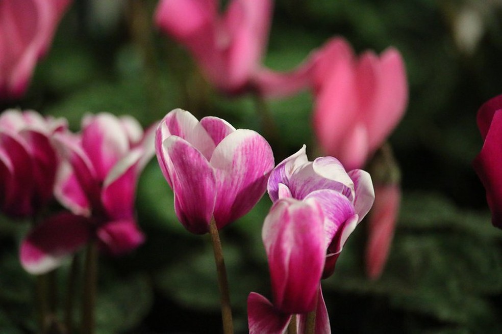 As flores do ciclame não são tóxicas, pelo contrário, são comestíveis e empregadas na culinária mediterrânea — Foto: Pam Zeng / Flickr / Creative Commons