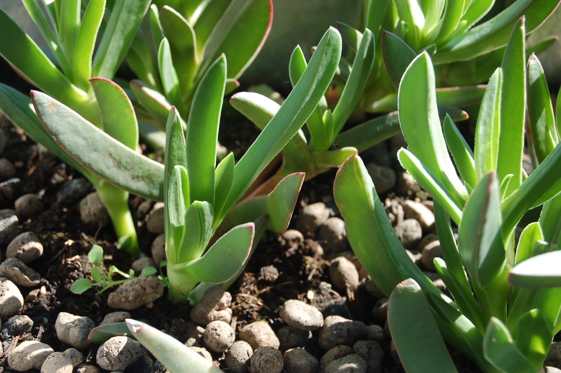 Plantas invasoras podem ter transformado ecossistemas para sempre, diz ...