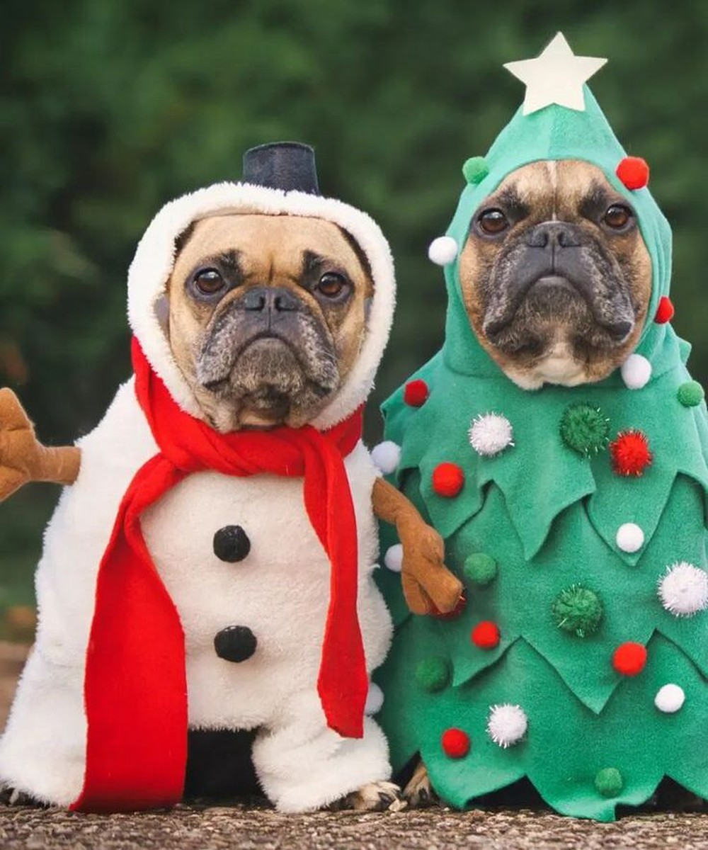 Fantasia de Natal para cachorro: como vestir o pet sem afetar o bem-estar