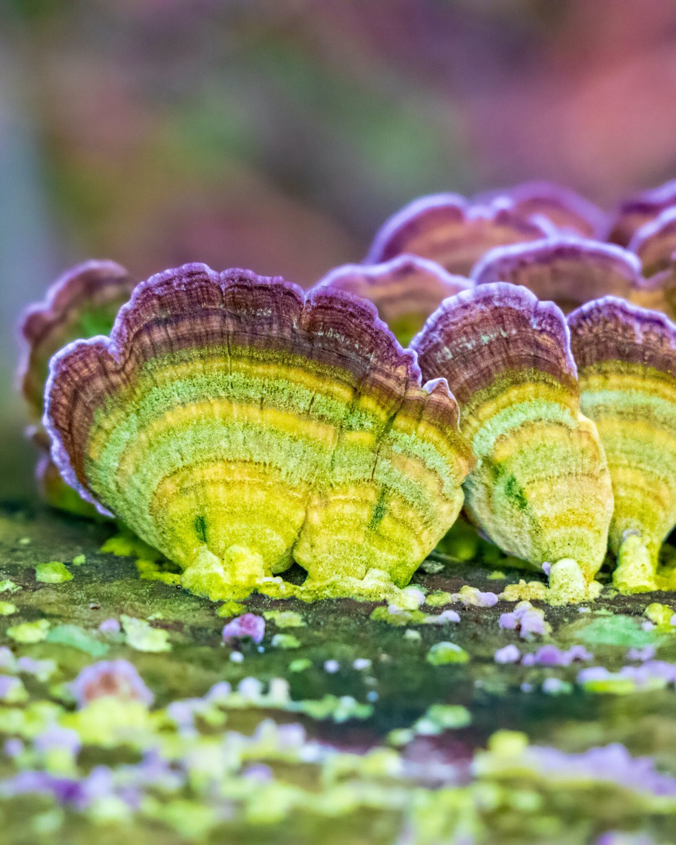 O Trichaptum biforme se destace pelos deslumbrantes tons de amarelo, verde e violeta — Foto: Instagram / @fungiwoman / Reprodução