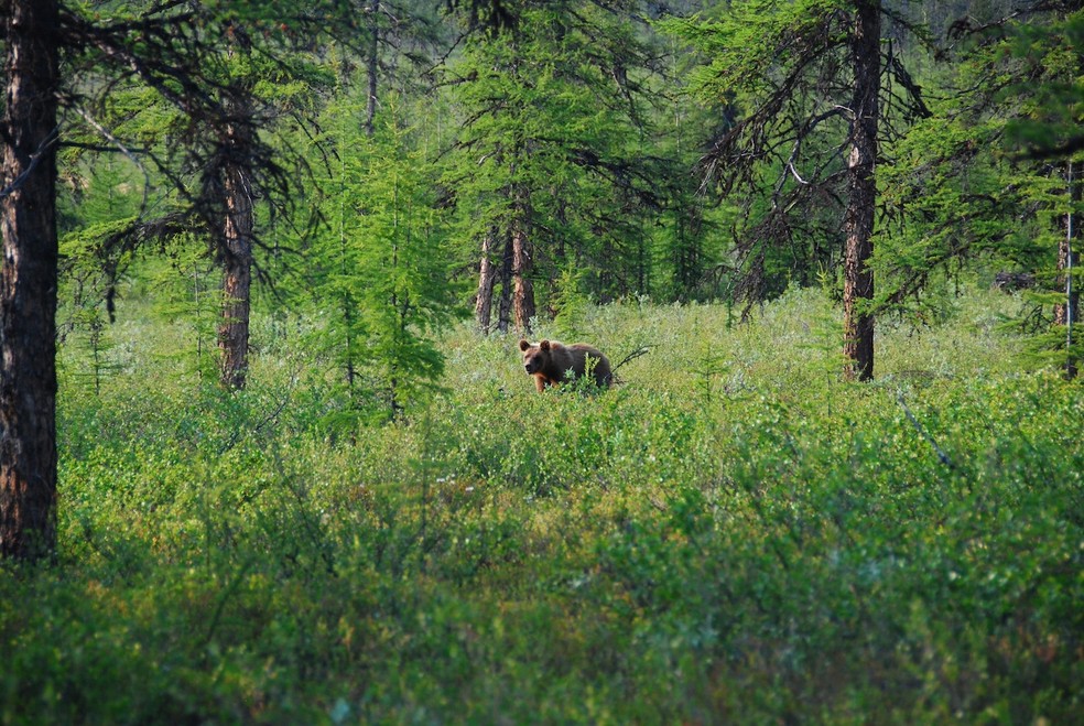 Um urso pardo em uma floresta boreal da Sibéria — Foto: Logan Berner / Creative Commons