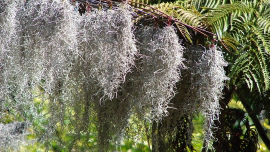 Barba-de-velho: como cultivar a planta ornamental sem raízes