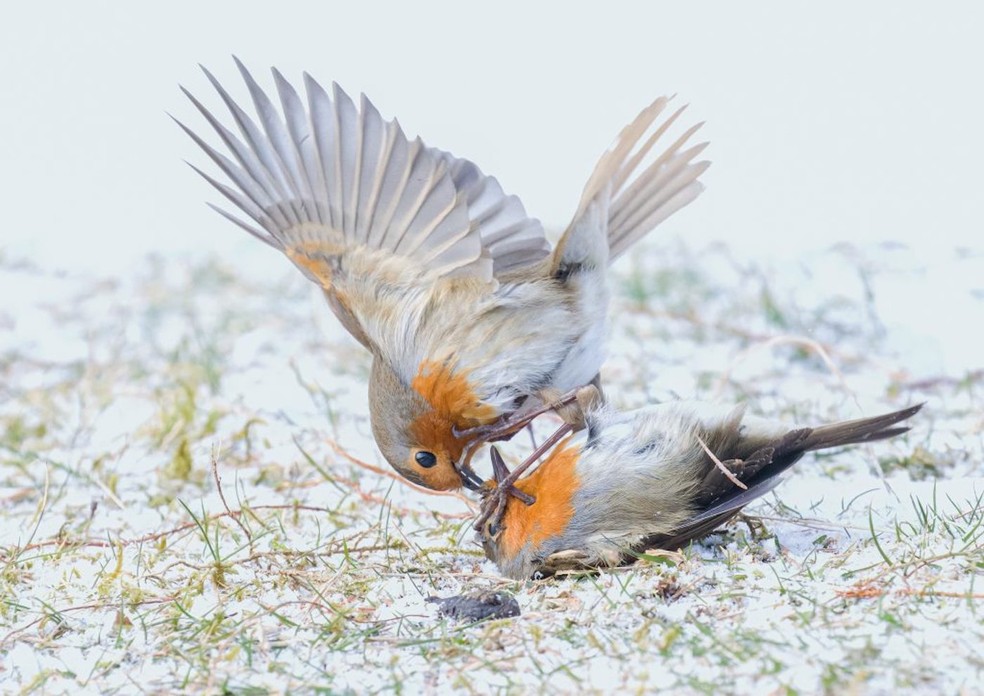 Jane Hope, “Lutando contra Robins,” Scotland, United Kingdom — Foto: Nature TTL / Divulgação