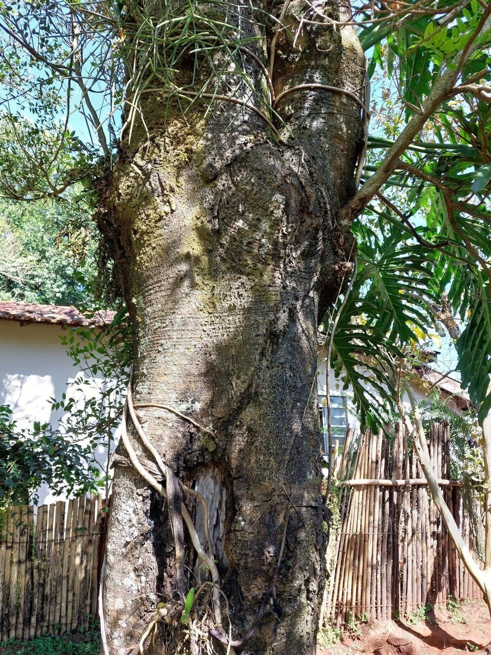 Cabreúva: tudo sobre a árvore nativa do Brasil