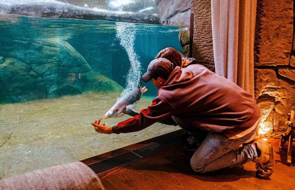 O tanque dos pinguins pode ser observado de dentro do quarto no Pairi Daiza, na Bélgica — Foto: Pairi Daiza / Divulgação