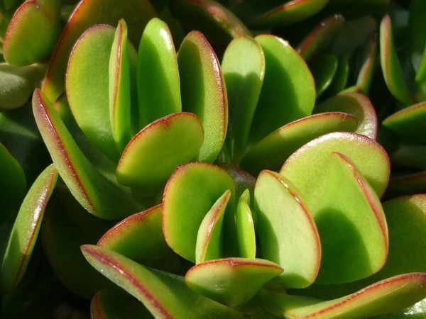 As suculentas utilizam a reserva de suas folhas para gerar clones, bastando o destaque íntegro e a cicatrização para que a totipotência gere raízes e novas rosetas — Foto: Flickr/Jesús Cabrera/Creative Commons
