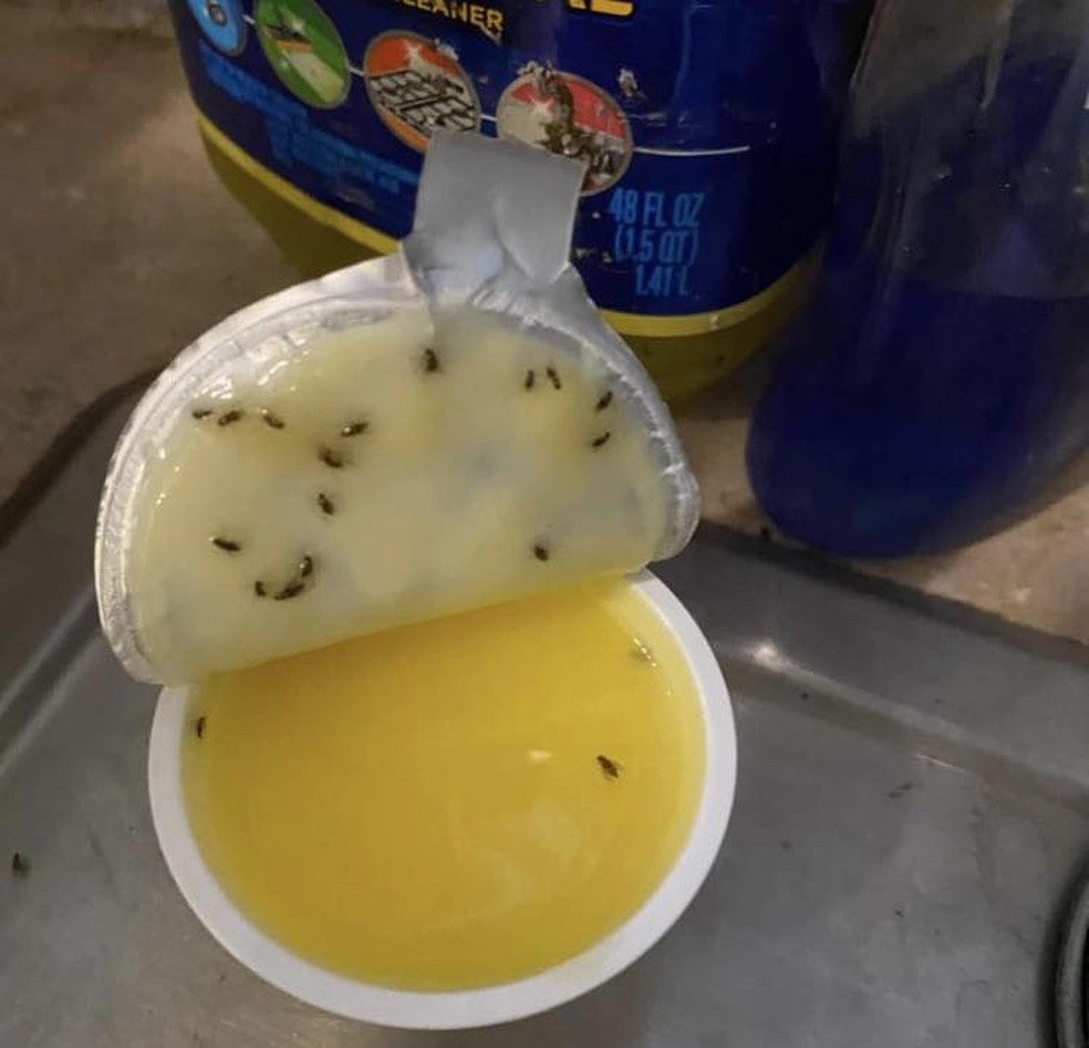 As fotos compartilhadas mostram os insetos sendo atraídos para uma xícara de manteiga de alho, que foi deixada na bancada — Foto: Facebook / @Wuts The Tea Today / Reprodução