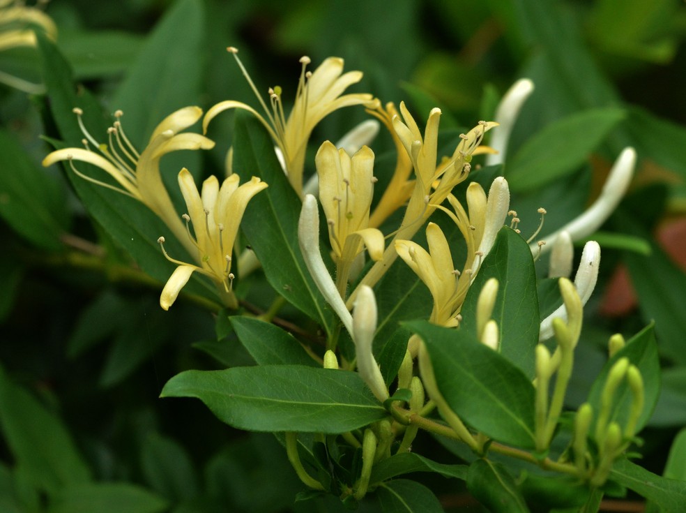 As flores da madressilva nascem brancas e envelhecem amarelas — Foto: Flickr / Cerlin Ng / CreativeCommons