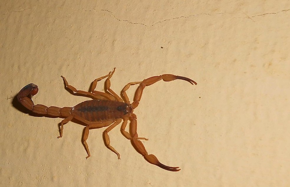 O escorpião do Nordeste (Tityus stigmurus) fica escondido durante o dia e sai para "caçar" à noite — Foto: Wikimedia / Hjalmar Turesson / Creative Commons