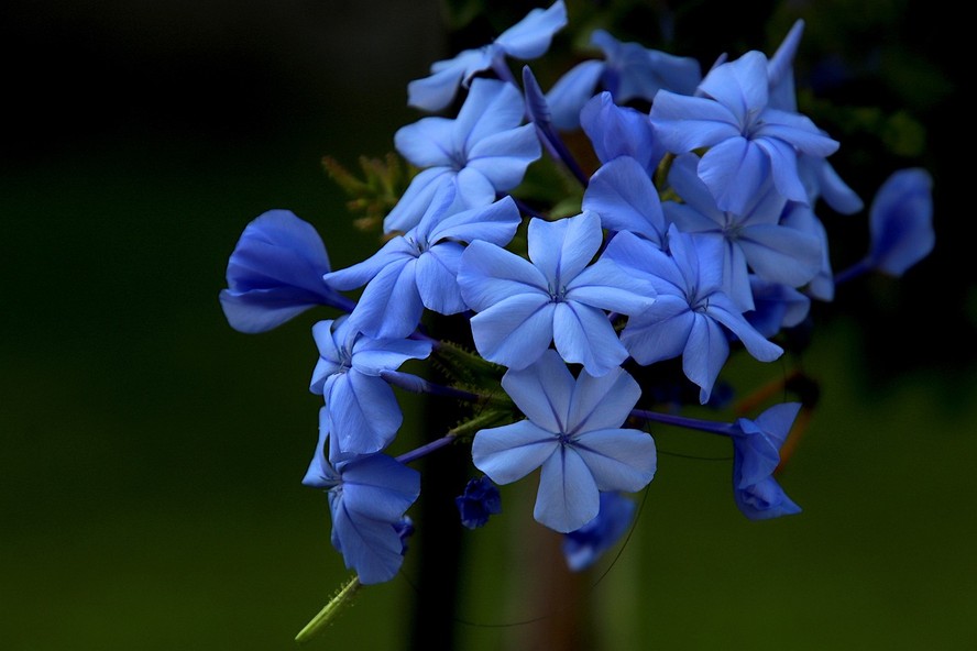 A bela-emília (Plumbago auriculata) é uma das espécies de plantas com flores azuis