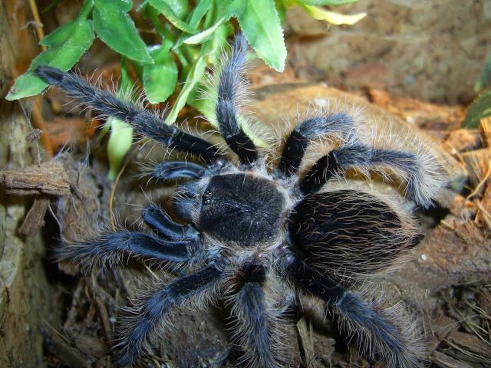 As tarântulas ou caranguejeiras (Theraphosidae) são aranhas grandes com o corpo peludo — Foto: Wikimedia / Albertwap / Creative Commons