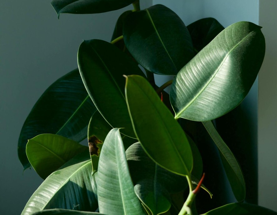 O Ficus elastica é uma planta de fácil adaptação e demanda poucos cuidados