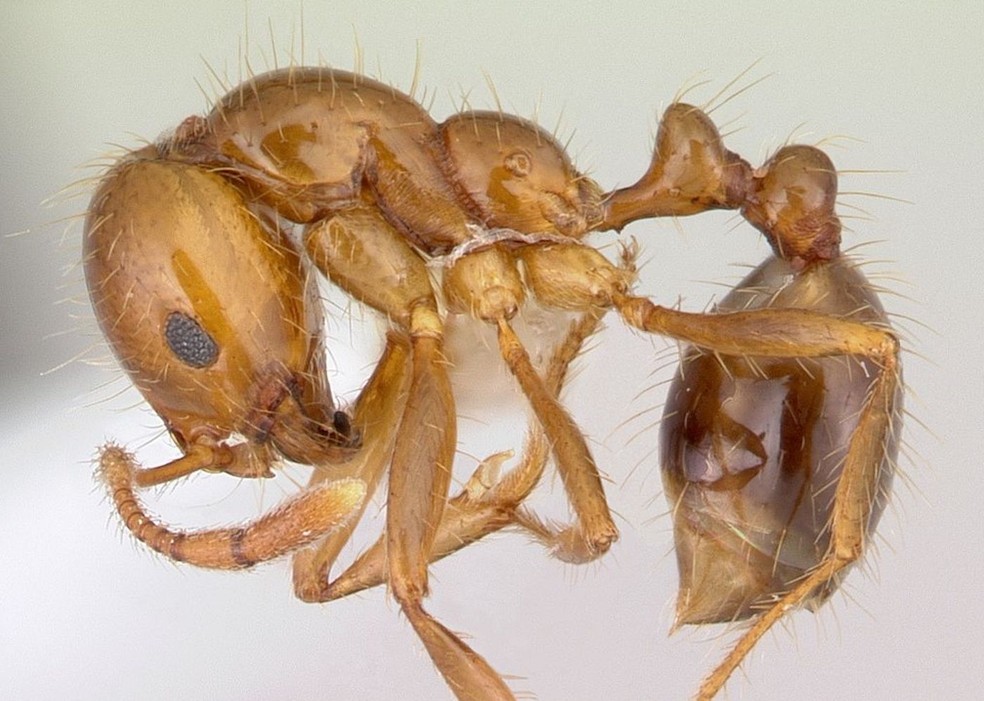 A formiga lava-pé (Solenopsis saevissima) ou formiga de fogo tem uma ferroada dolorida — Foto: Wikimedia / Antweb / Creative Commons