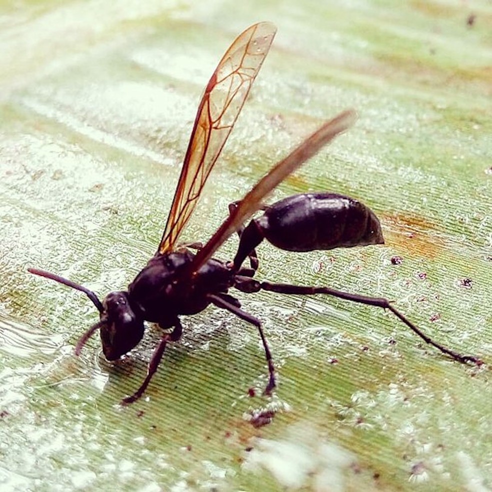 Marimbondos ou vespas ficam escondidos embaixo de beirais e de folhas grandes — Foto: Wikimedia / Valdeir Barreto Santos / Creative Commons