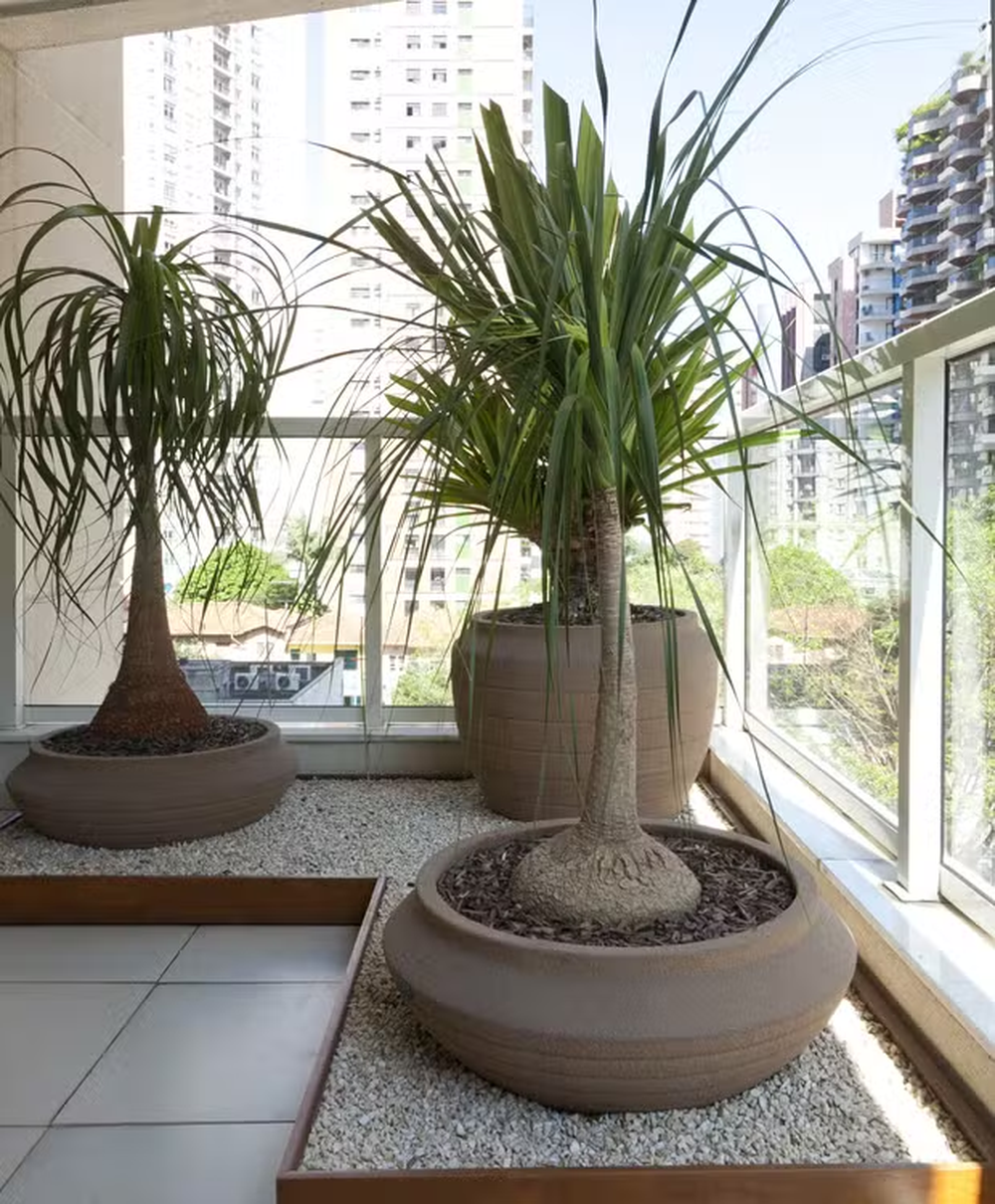 16 plantas de sombra para cultivar dentro de casa sem medo!