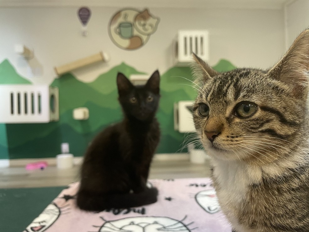 Os animais no Affogato Cat Café vem do projeto independente Resgatto, que cuida de resgate, reabilitação e adoção de gatos — Foto: Rafaela Mendes Ribeiro  / Divulgação