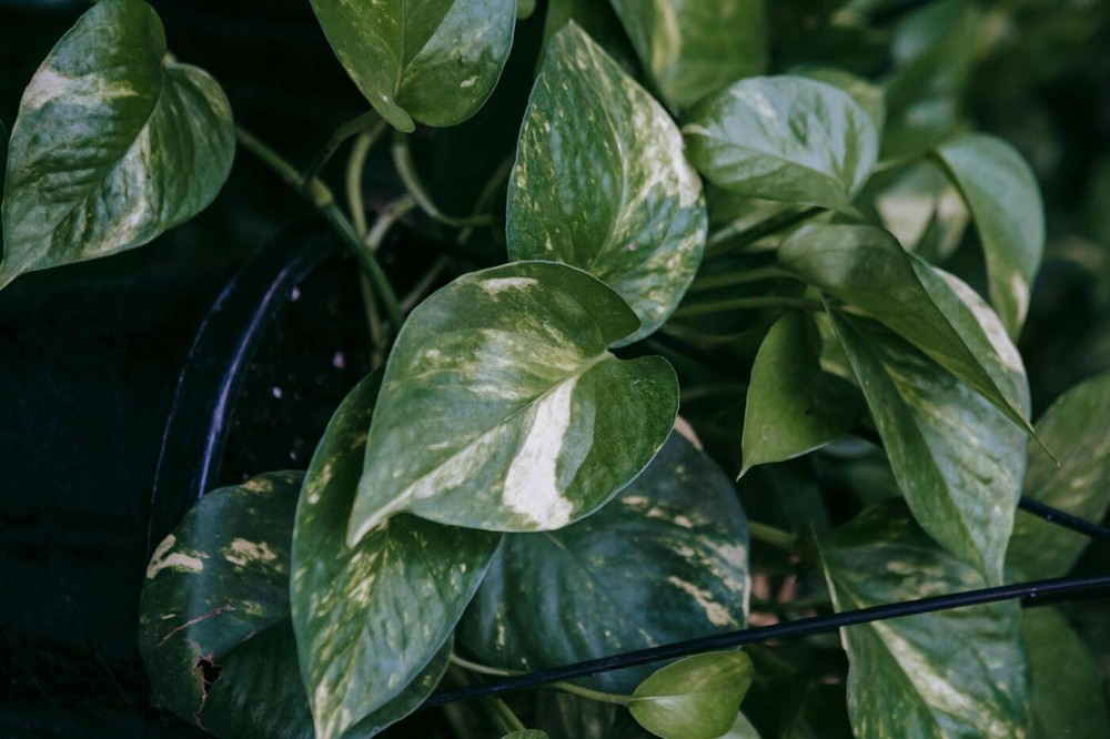 A jiboia é venenosa? Os perigos e cuidados necessários com a planta que ...