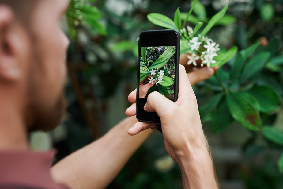 Você pode identificar plantas pelo celular sem instalar aplicativos; veja  como! | Paisagismo | Casa e Jardim
