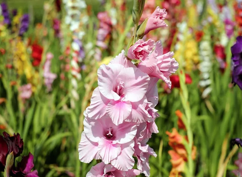 O gladíolo é conhecido por sua floração abundante, disponível nas mais diversas cores  — Foto: Pixabay / Creative Commons