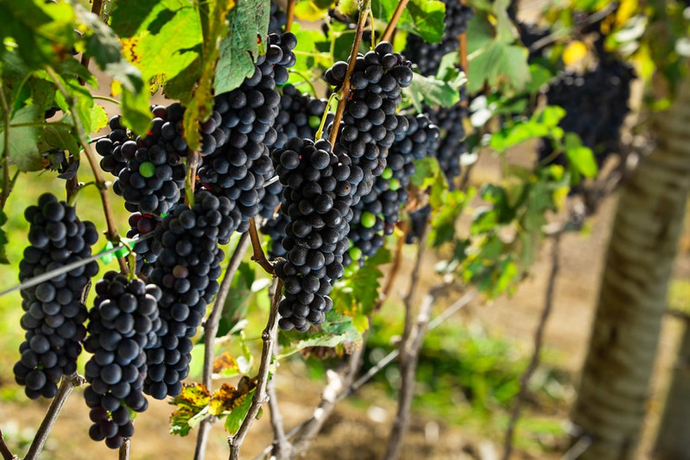 Nas regiões sudeste, centro-oeste e nordeste do Brasil, a uva Syrah é colhida durante o inverno, ao contrário do restante do mundo — Foto: Confederação da Agricultura e Pecuária do Brasil / Flickr / Creative Commons