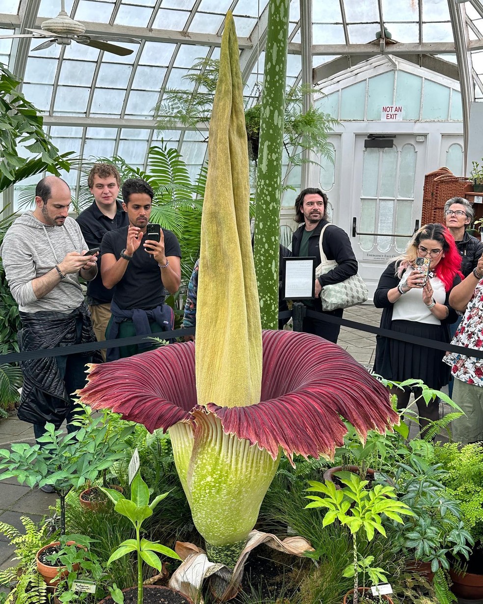 A flor-cadáver do Conservatório de Flores de São Francisco, Scarlet, havia florescido pela última vez em 2019 — Foto: Conservatório de Flores de São Francisco / Instagram / Reprodução