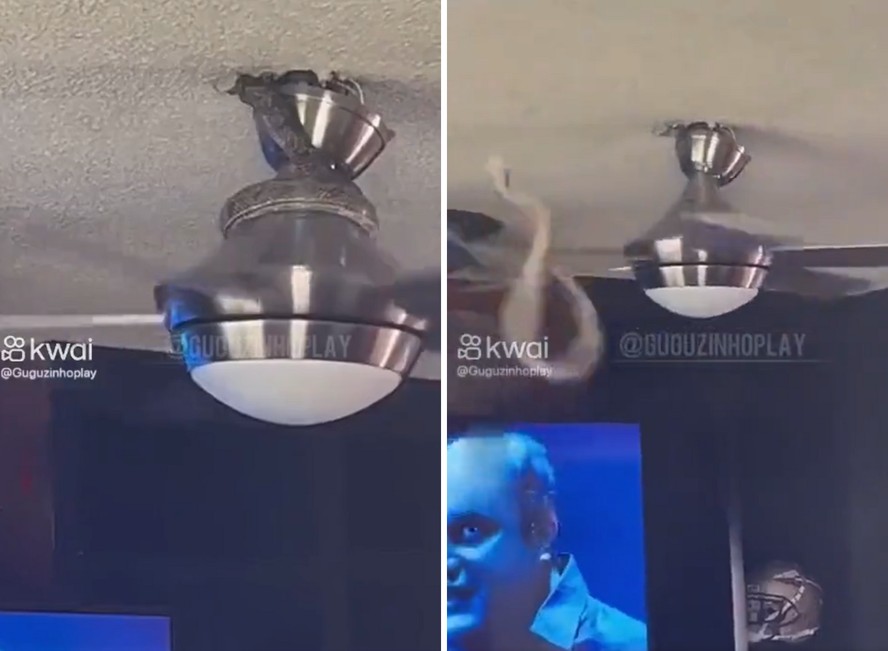 Uma cobra saiu do teto de uma casa e se enrolou em um ventilador em movimento