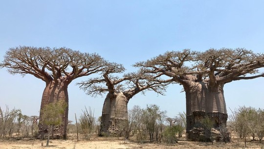 Árvore em Madagascar com tronco enorme faz sucesso na web