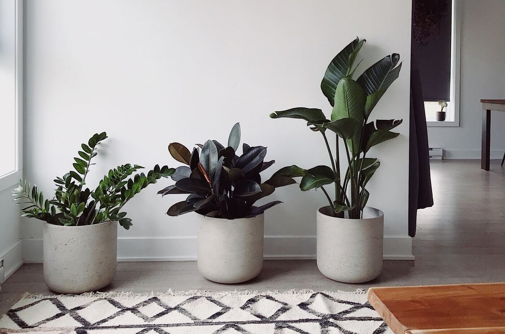 As plantas têm menos tempo para fazer fotossíntese no inverno, por isso precisam ser mais eficientes com a luz solar que recebem — Foto: Lakeisha Bennett / Unsplash / Creative Commons