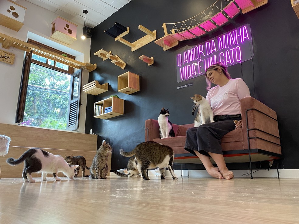 A visitação aos bichanos na cafeteria Gato Café custa R$ 15, por 10 minutos, e R$ 28, por 1 hora — Foto: Gato Café / Divulgação