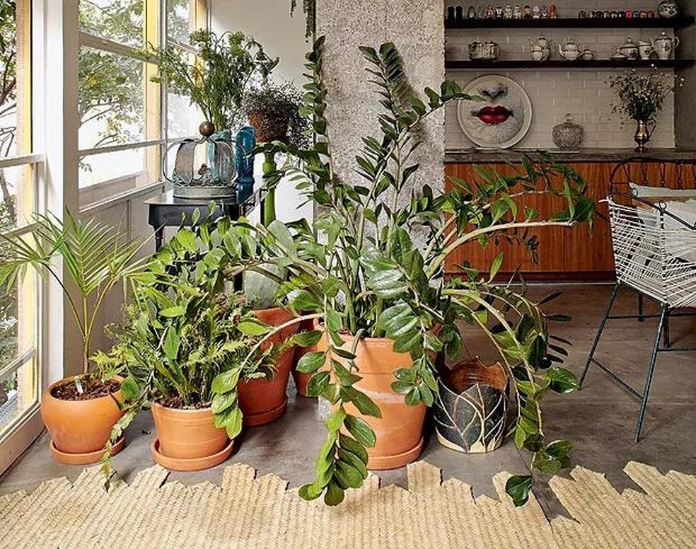 16 plantas de sombra para cultivar dentro de casa sem medo!