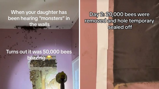 Criança diz à mãe ouvir "monstros" no quarto e descobre mais de 50 mil abelhas na parede