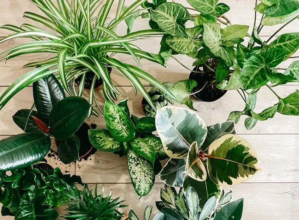 25 exemplos de plantas ornamentais para inserir no paisagismo ...