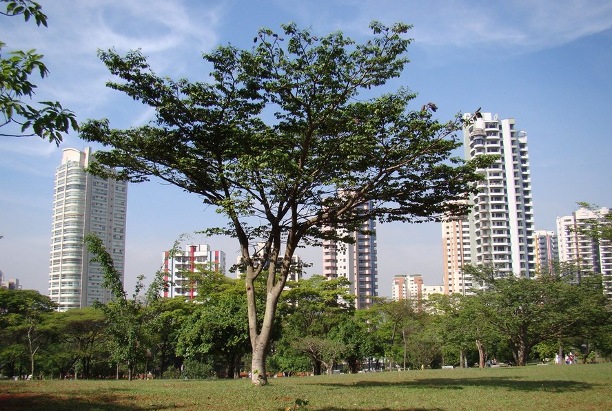 Árvores brasileiras: 18 espécies que você precisa conhecer ou nem ...