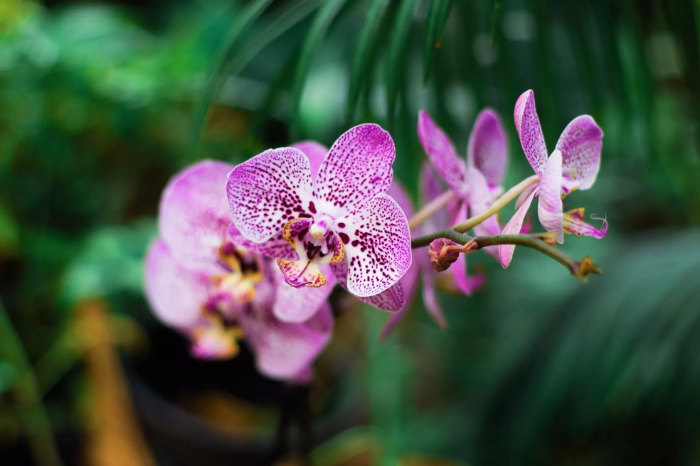 Com seu ar meio "extraterrestre", a orquídea é tendência de flor em 2024 — Foto: Unsplash / Yeimy Olivier / CreativeCommons