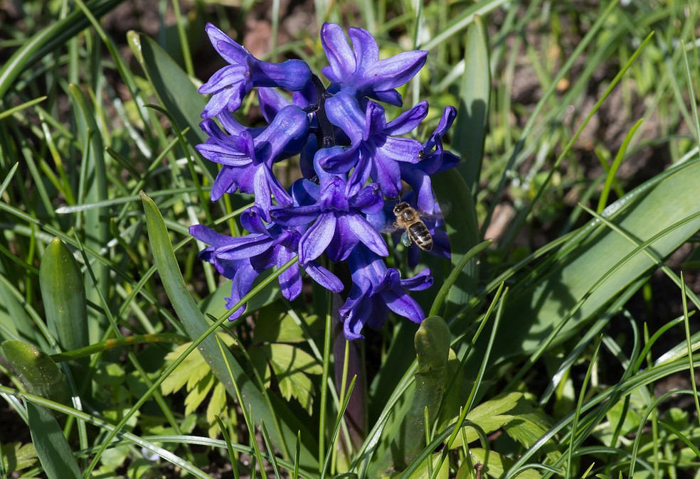 As flores do jacinto podem surgir em diversas cores, incluindo azul, rosa, branco e vermelho — Foto: Dinkum / Wikimedia Commons