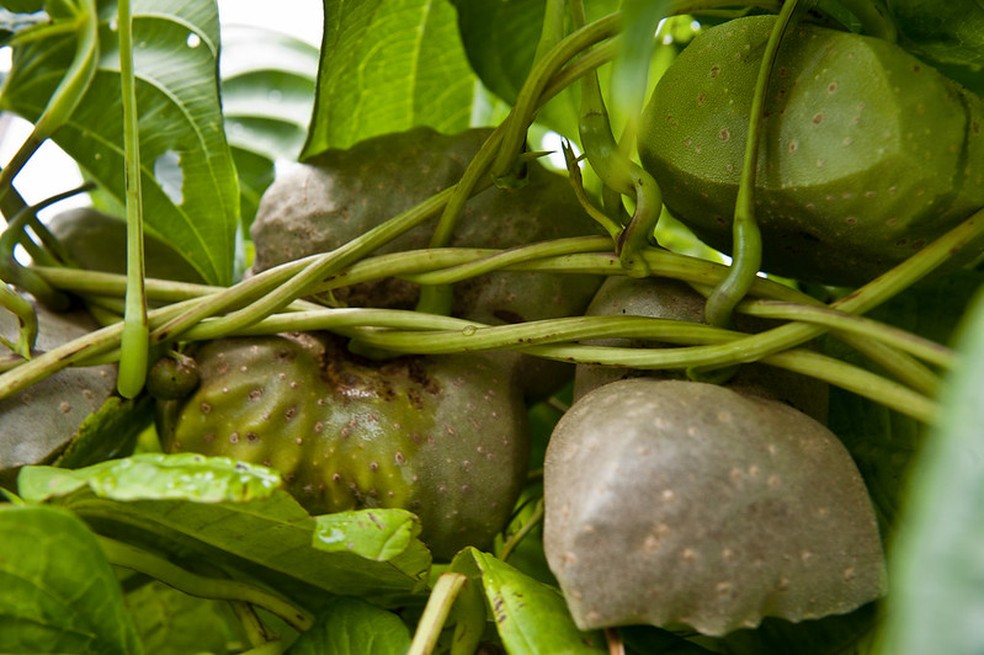 O cará-do-ar é uma espécie trepadeira com frutos semelhantes à batata e ao cará-da-terra — Foto: Brasil da Gente / Flickr / Creative Commons