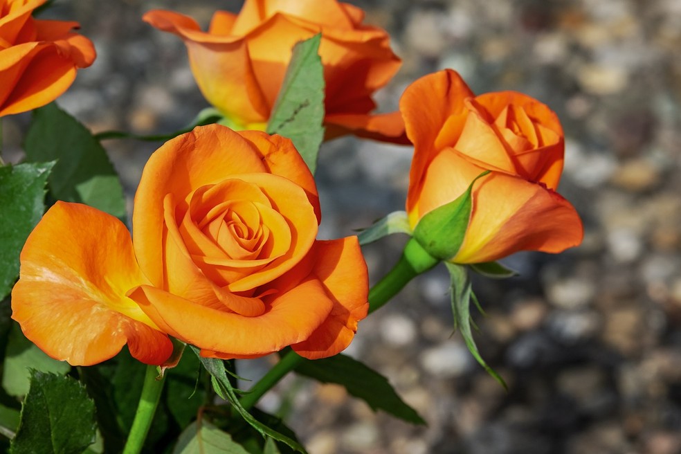 Com o avanço do melhoramento genético, as rosas ganharam inúmeras variações e cores, como o laranja — Foto: Pixabay / Creative Commons