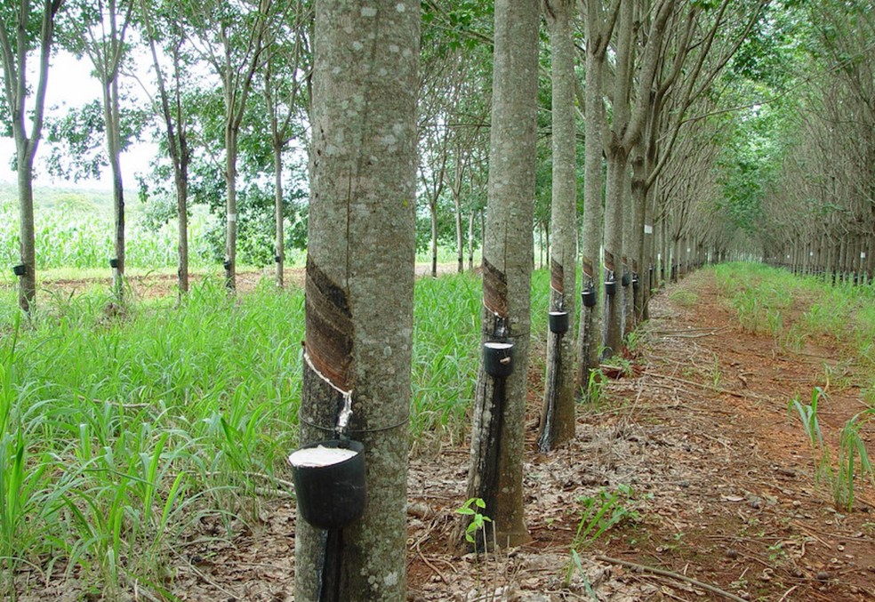 A seringueira é uma árvore nativa da Amazônia que dá origem ao látex, usado para fazer borracha — Foto: Governo do Amazonas / Reprodução
