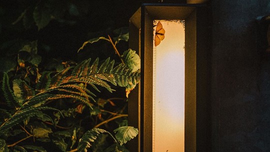 Mosquitos na luz de casa: o que são e como evitá-los; sabia que alguns podem acabar com seus móveis?