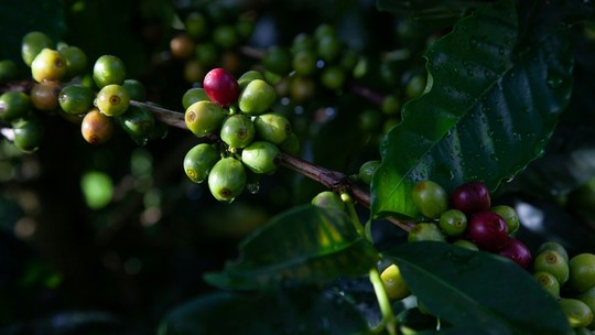 Planta que originou o café se formou há mais de 600 mil anos