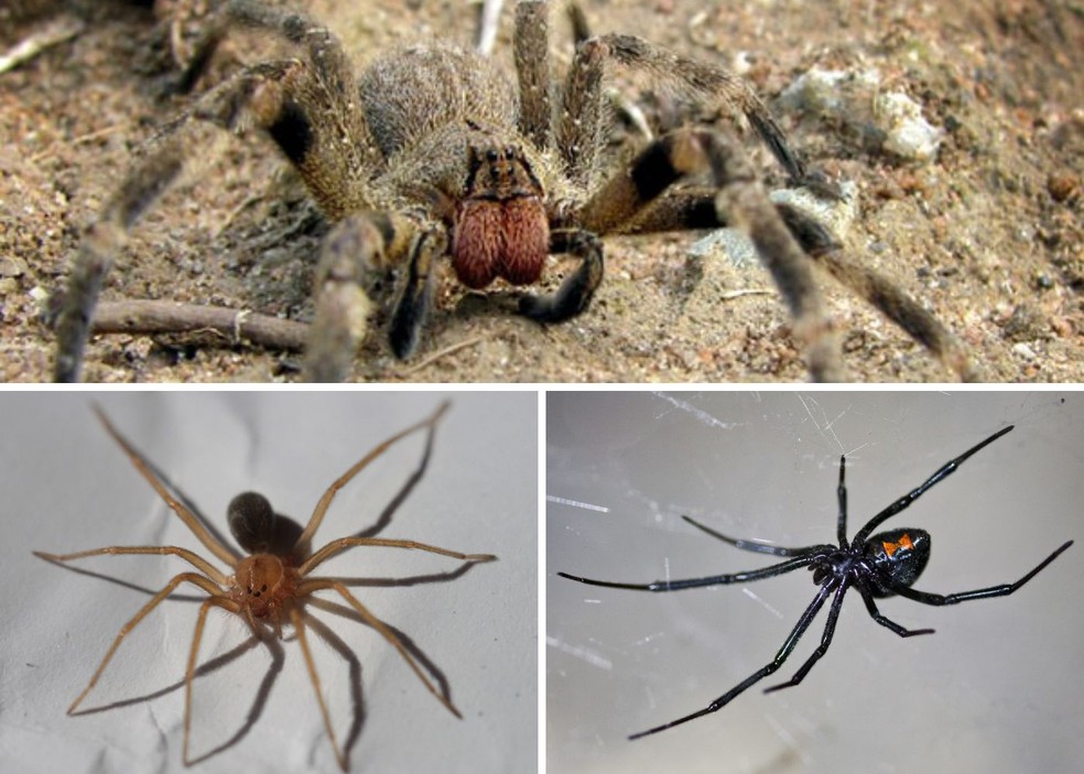 Como evitar aranhas em casa?