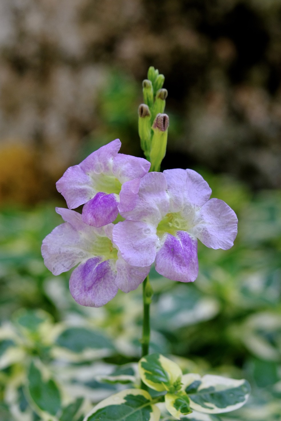 A tumbergia tem floração exuberante e pode aparecer em diversas tonalidades no jardim — Foto: Pixabay / mrngochuy / Creative Commons