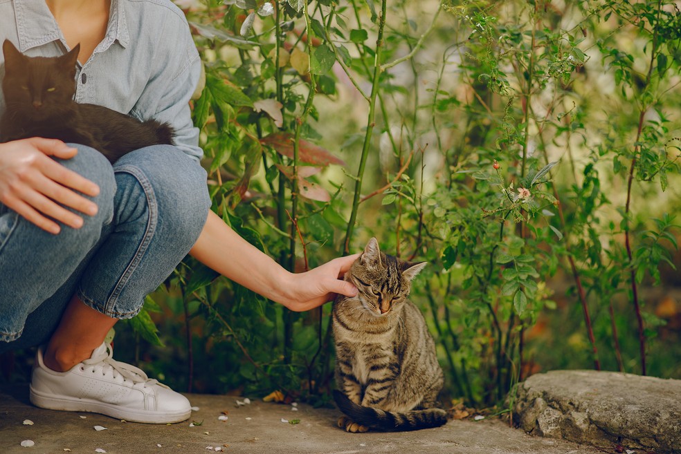 O bem-estar dos gatos também precisa ser considerado ao escolher as plantas para o jardim — Foto: Freepik / Creative Commons