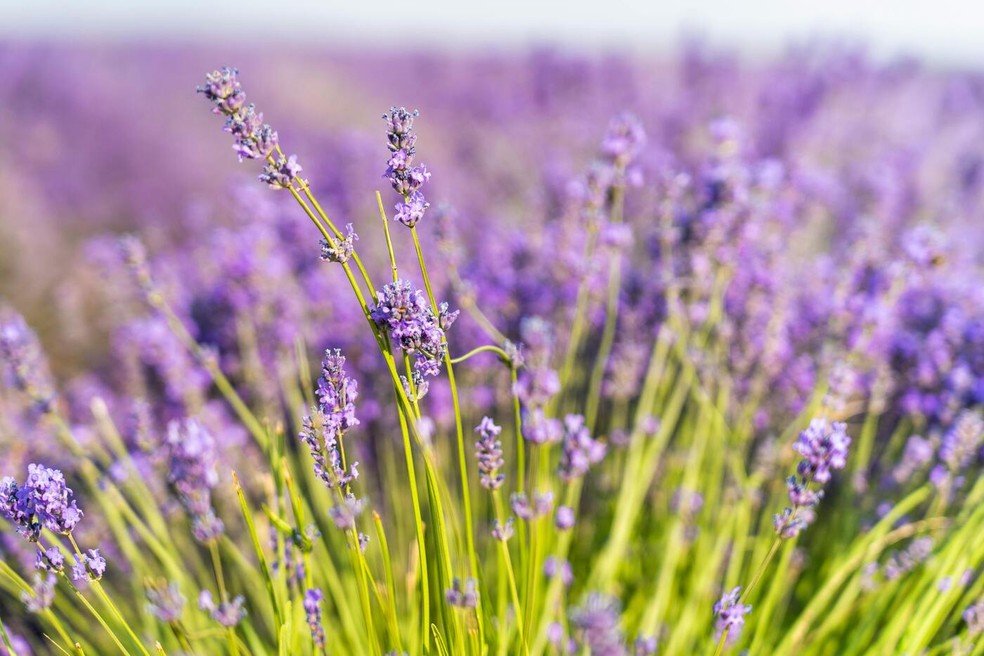 A poda inadequada da lavanda pode afetar o crescimento da espécie — Foto: Pexels/CARLOS PÉREZ ADSUAR ANTÓN/Creative Commons