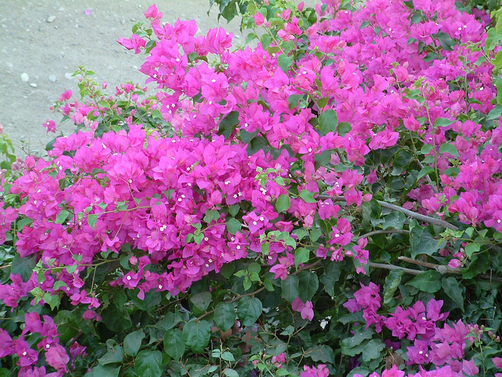 A Bougainvillea glabra é nativa do sul do Brasil e sua cor mais comum é o rosa — Foto: Wikimedia / Creative Commons