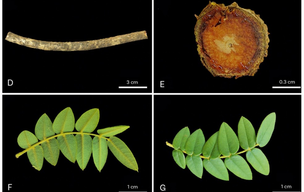 A análise comparativa das características morfológicas entre as outras espécies já registradas e aquelas observadas na 'Machaerium guidone' foi essencial para a descrição da nova espécie — Foto: Retirada do artigo "Machaerium guidone (Leguminosae: Papilionoideae: Dalbergieae) — uma nova espécie notável do nordeste do Brasil, com uma chave revisada para as espécies de Machaerium da Caatinga"