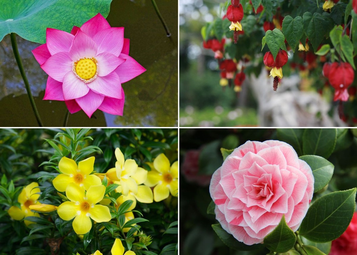 10 flores orientais: conheça os significados e dicas para cultivá-las ...