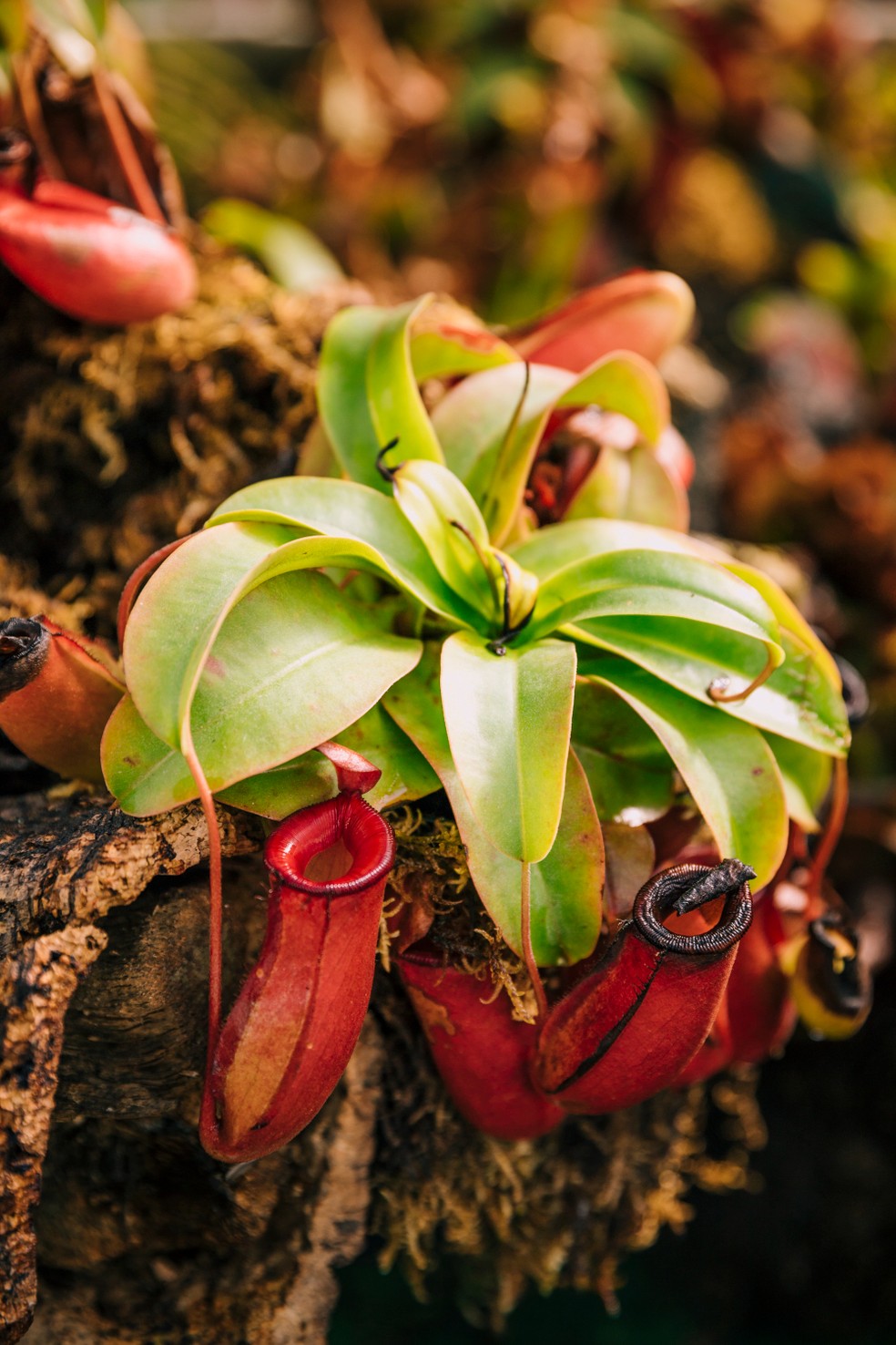 As espécies do gênero Nepenthes possuem prolongamentos das folhas que se assemelham a jarros — Foto: Freepik / Creative Commons