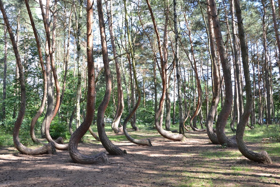 Na Crooked Forest, na Polônia, xerca de 400 pinheiros cresceram com os troncos retorcidos na base — Foto: Wikimedia/Maciek R. Drewniak
